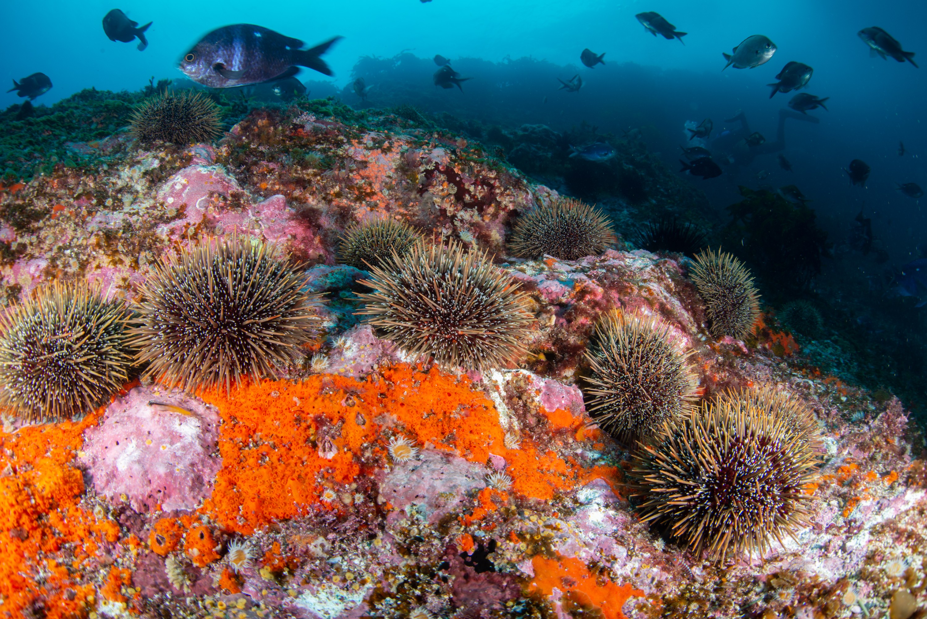 DSC_4338-13 – BayOfIslands, Cape Brett, Diversity, Fish, Kelp, Wideangle, invertebrates